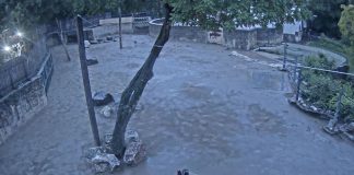 New Hungary Budapest Zoo Elephants Live Stream Webcam