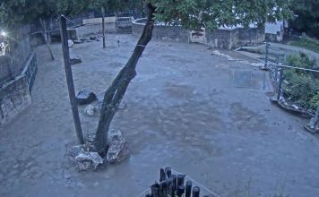 New Hungary Budapest Zoo Elephants Live Stream Webcam