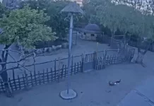 New Savannah Live Stream Webcam Budapest Zoo, Hungary