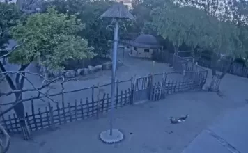 New Savannah Live Stream Webcam Budapest Zoo, Hungary
