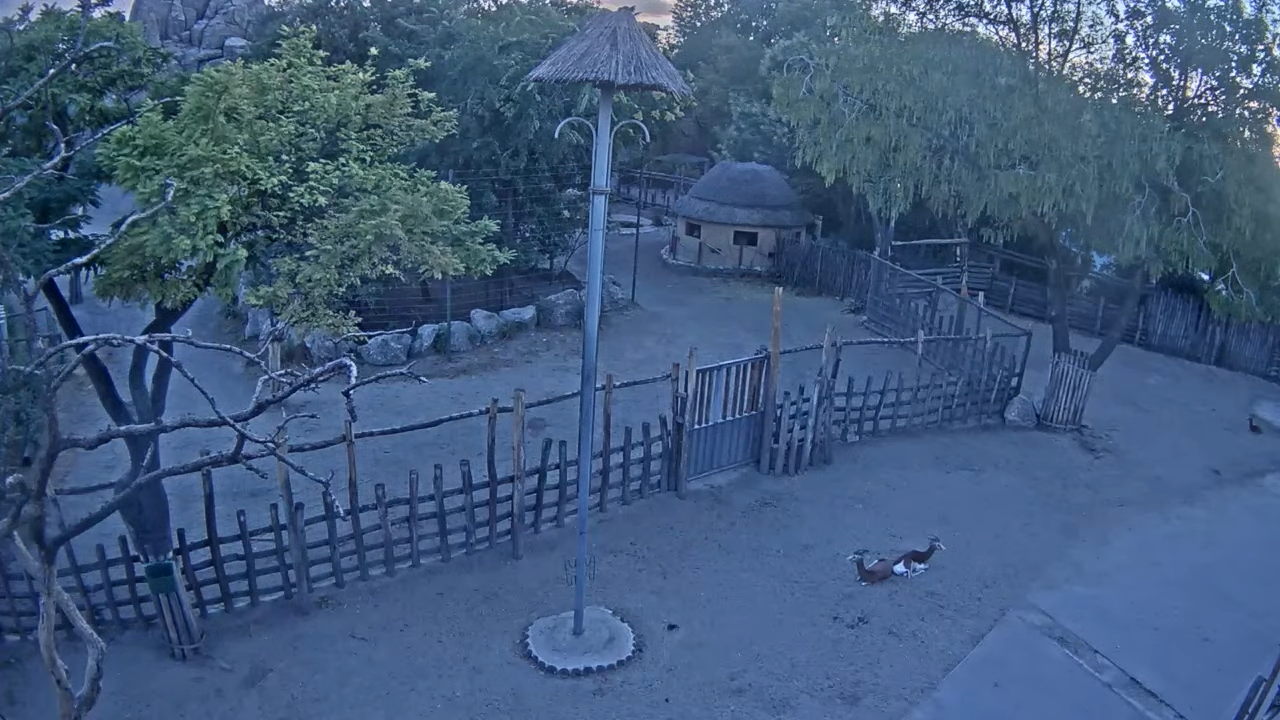 Savannah Live Webcam Budapest Zoo, Hungary