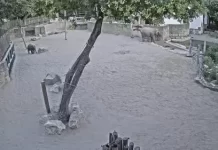New Hungary Budapest Zoo Elephants Live Stream Webcam