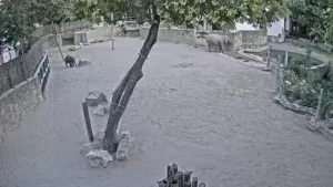 New Hungary Budapest Zoo Elephants Live Stream Webcam