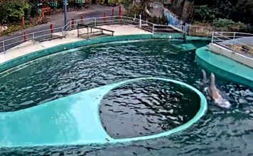 New Seals Zoo Live Stream Webcam Budapest, Hungary