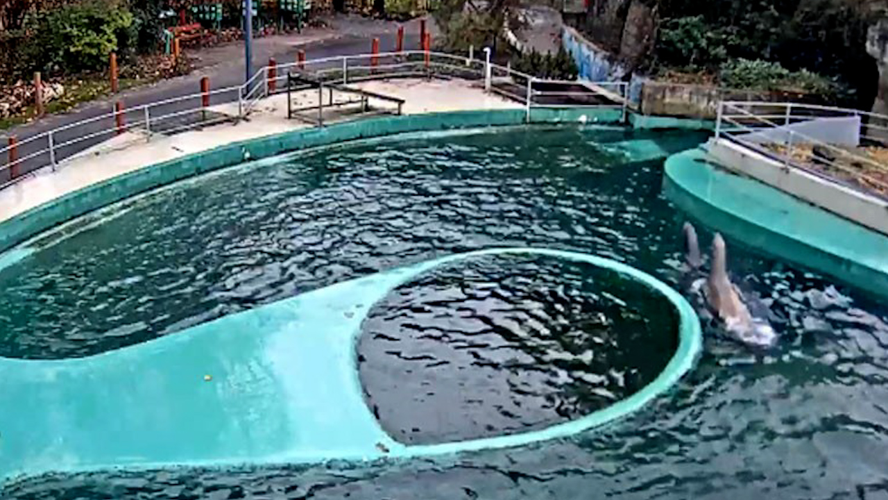 Live Webcam Seals at Budapest Zoo – Budapest, Hungary