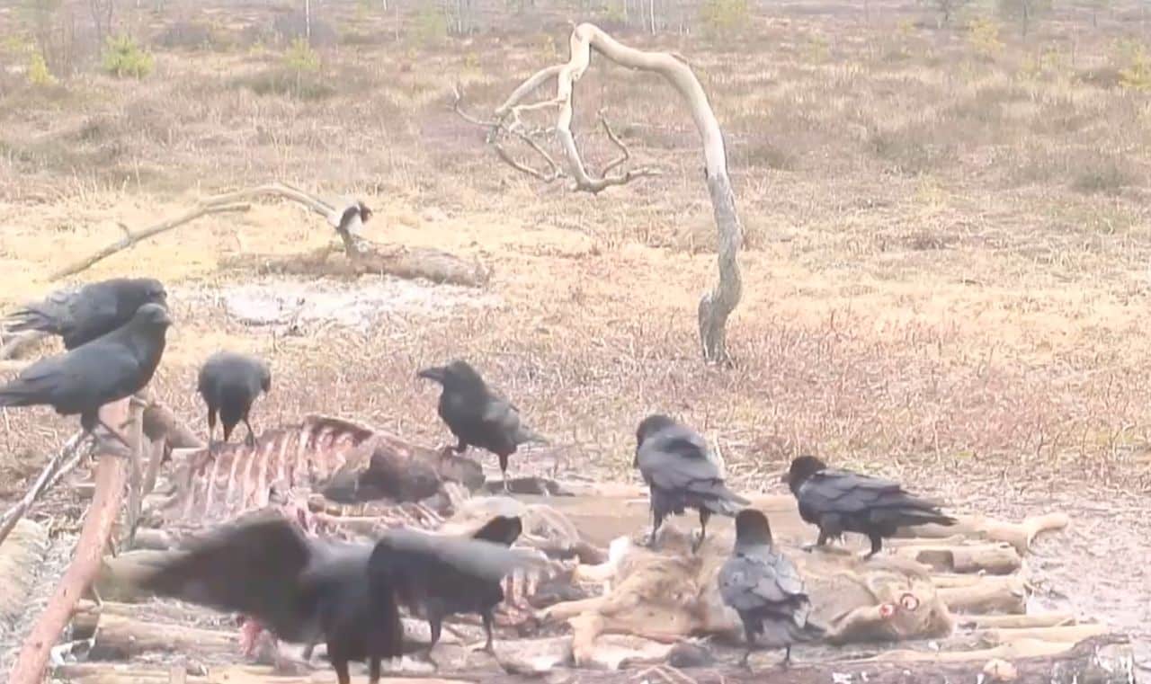 Store Mosse National Park Live Cam – Hillerstorp, Sweden