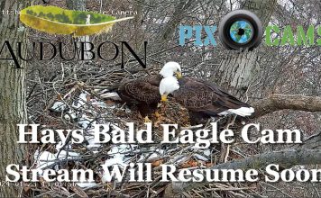 Pittsburgh Hays Bald Eagle Live Webcam, Pennsylvania