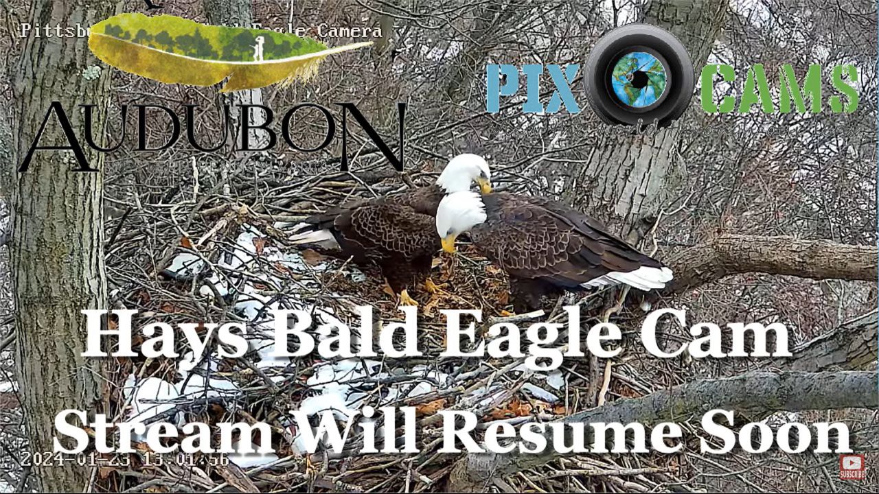 Hays Bald Eagle Live Webcam – Pittsburgh, Pennsylvania