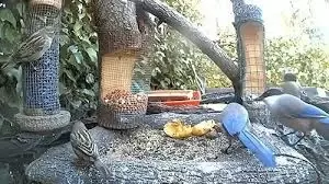 Live Bird Feeder Live Webcam In Madrid, Spain New