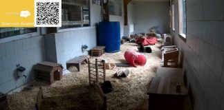 Live Webcam Bakkeveen, Netherlands | Cavia Foundation