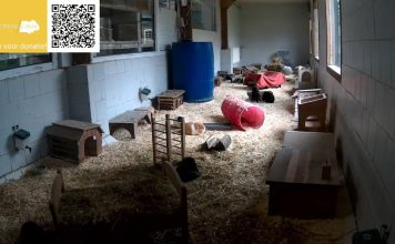 Live Webcam Bakkeveen, Netherlands | Cavia Foundation