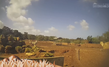 Live Cam Savannah Rabat Zoo, Morocco