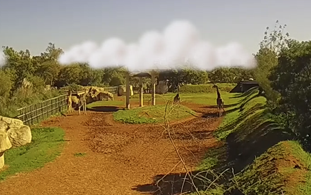 Live Giraffe Cam – Rabat Zoo, Morocco