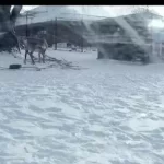 Como Park Zoo Reindeer New Live Cam