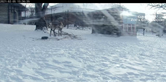 Como Park Zoo Reindeer Live Cam - Saint Paul, Mn
