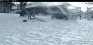 Como Park Zoo Reindeer New Live Cam