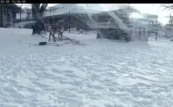 Como Park Zoo Reindeer New Live Cam