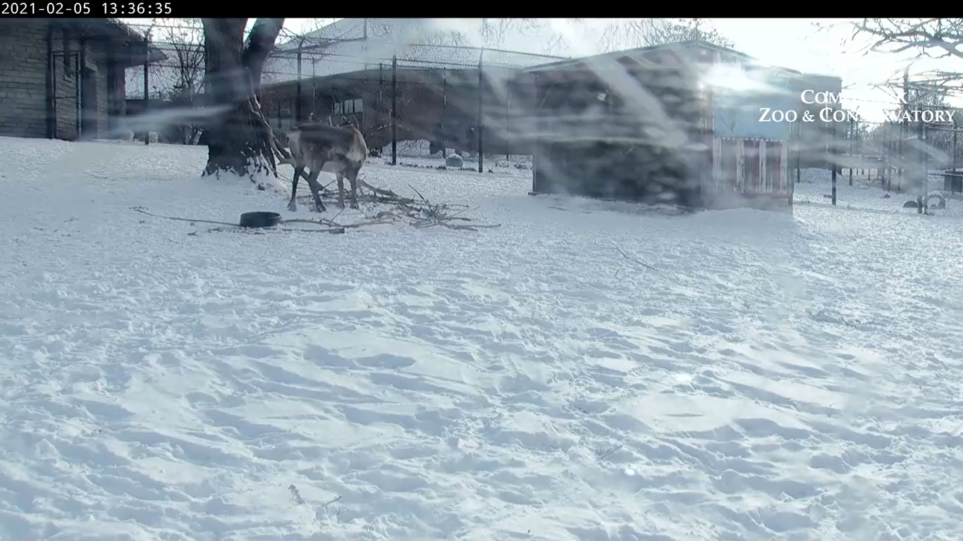 Como Park Zoo Reindeer Live Cam – Saint Paul, MN
