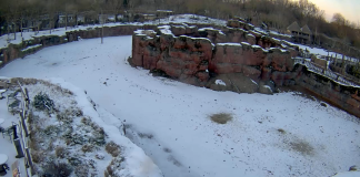 Gaiazoo Live Webcam Savanna, Netherlands