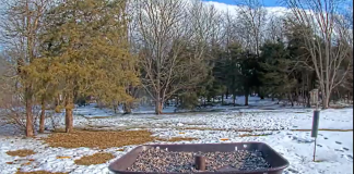 Gettysburg Pennsylvania Live Webcam Bird Feed New
