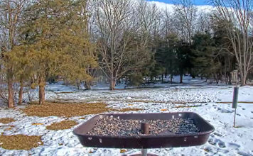 Gettysburg Pennsylvania Live Webcam Bird Feed New