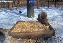 Cuyahoga Valley National Park Live Webcam Squirrels New In Ohio