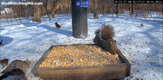 Cuyahoga Valley National Park Live Webcam Squirrels, Ohio