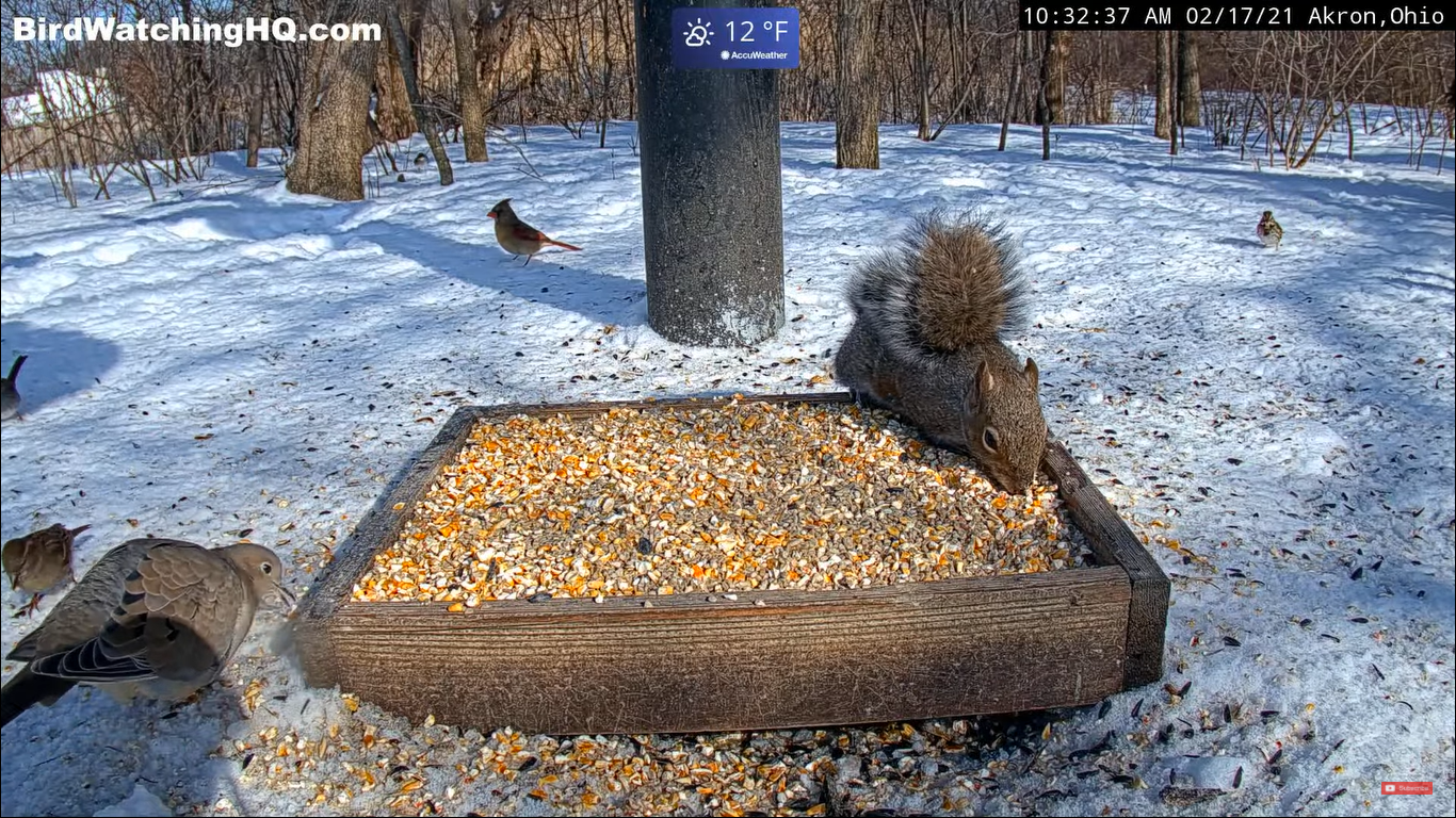 Cuyahoga Valley National Park Live Webcam Squirrels, Ohio