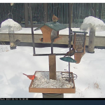 Virginia B. Fairbanks Art And Nature Park New Live Webcam