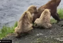 Katmai National Park Live Stream Cam New In Alaska