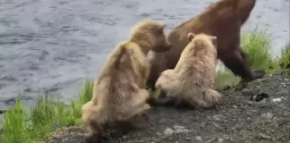 Katmai National Park Live Stream Cam New In Alaska