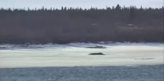 Bristol Bay Live Stream Cam New At Naknek River, Alaska