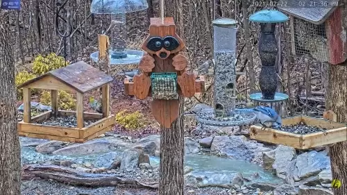 Triad Wildlife Live Webcam North Carolina