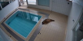 Seal Rehabilitation New Live Cam Pieterburen, Netherlands