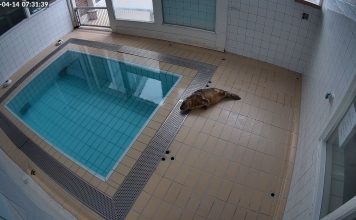 Seal Rehabilitation New Live Cam Pieterburen, Netherlands
