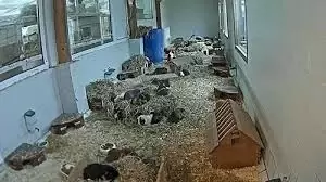 Cavia Foundation Live Stream Cam New In Bakkeveen, Netherlands