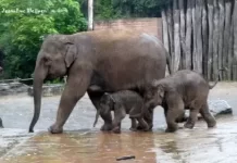 Dierenpark Elephants Live Cam New In The Netherlands