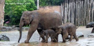 Dierenpark Elephants Live Cam - Amersfoort, Netherlands