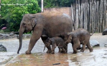 Dierenpark Elephants Live Cam - Amersfoort, Netherlands