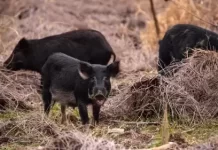 Jack County, Texas Live Feral Pig Webcam New