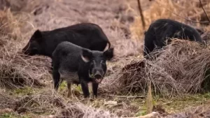 Jack County, Texas Live Feral Pig Webcam New