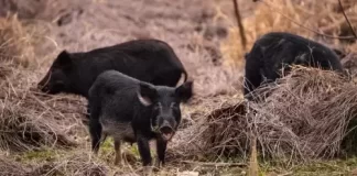 Jack County, Texas Live Feral Pig Webcam New