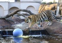 Lsu Tigers Live Webcam Of "mike The Tiger" New