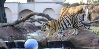 Lsu Tigers Live Webcam Of "mike The Tiger" New