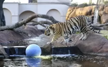 Lsu Tigers Live Webcam Stream Of "mike The Tiger" New