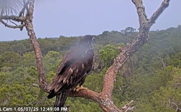 American Bald Eagle Live Webcam New In Florida