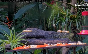 Live Stream Webcam Fruit Feeder, Canopy Lodge, Panama New