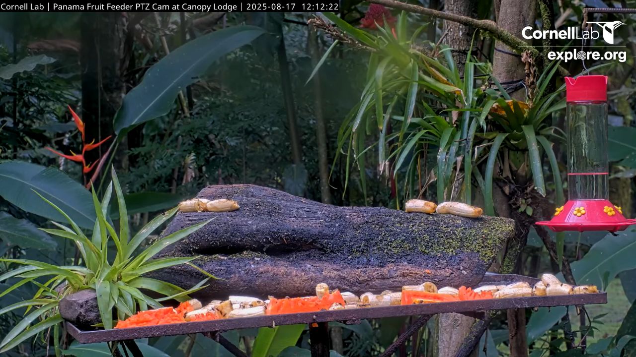 Live Webcam Fruit Feeder, Canopy Lodge, El Valle De Antón, Panama