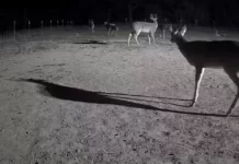 North Texas Live Deer & Wildlife Webcam 4 New