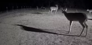 North Texas Live Deer & Wildlife Webcam 4 New